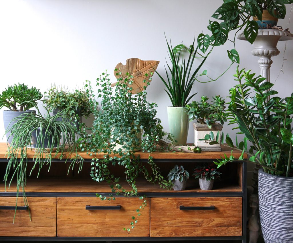 HOW TO CREATE A HOUSEPLANT HAVEN AT HOME!